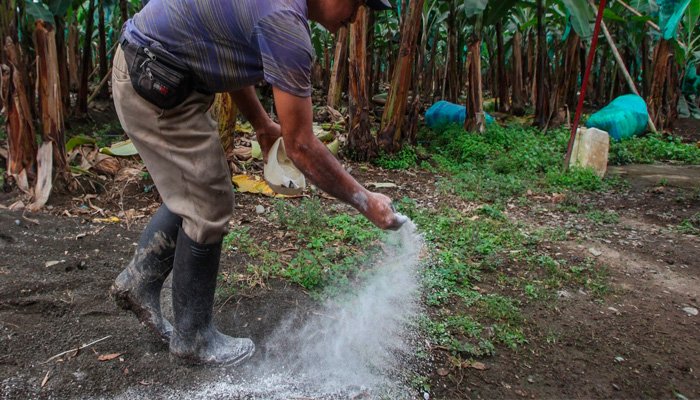 Alternativas Orgánicas como metodo de fumigación para platano